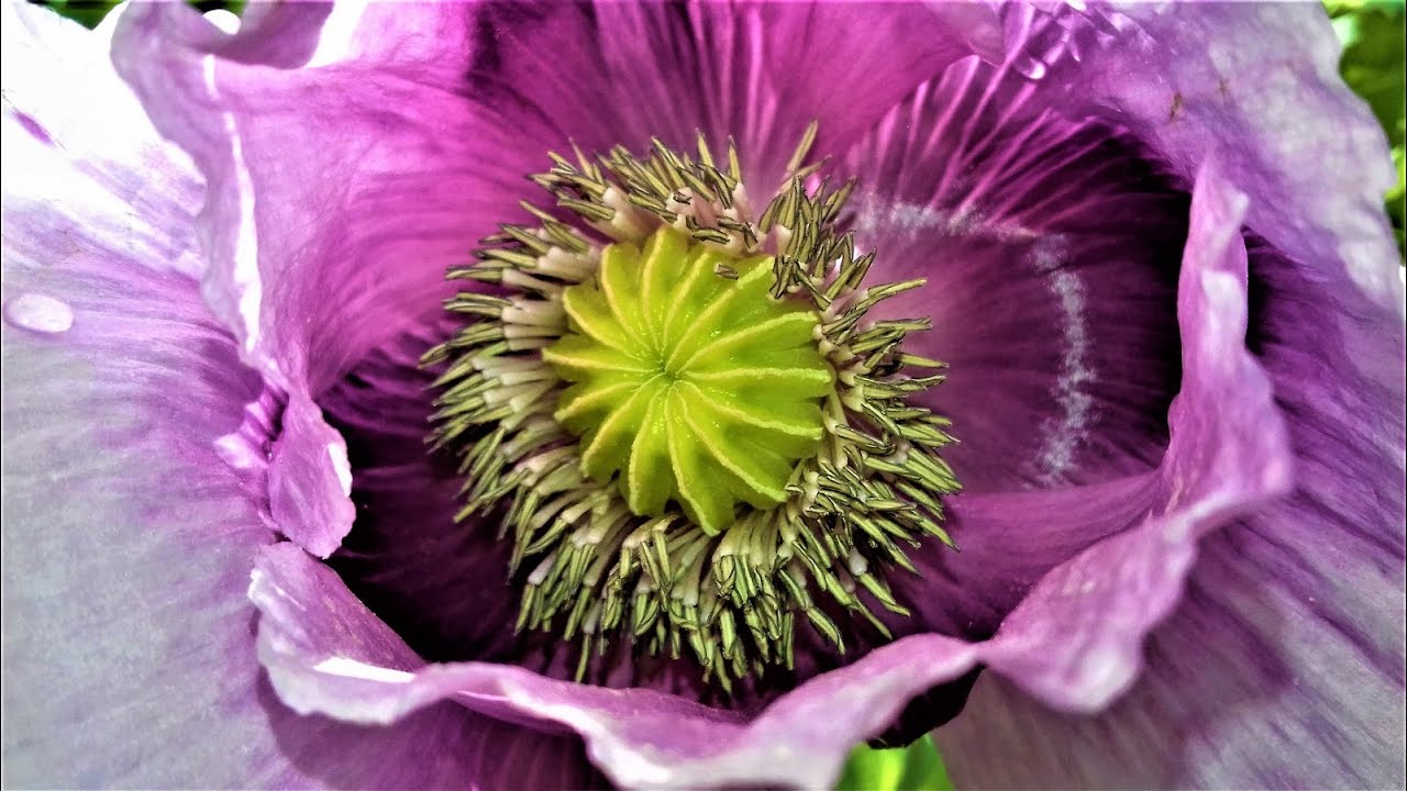 Pavots somnif&egrave;res avec leurs majestueuses fleurs !🌸😴💤