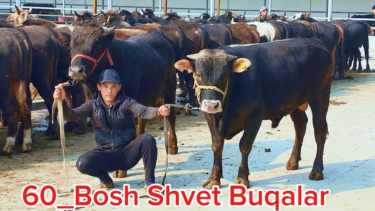 60_Bosh Qirgiziston Shvet va Rossiya Nasildor Buqalar Rasuljon Akadan 13-mart, 2026