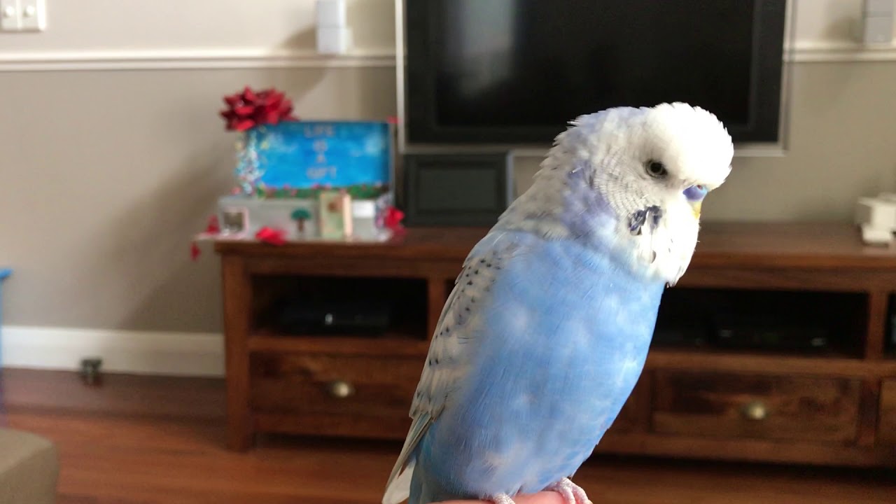 Talking Budgie 'Giggles'. Amazingly crystal clear speech.