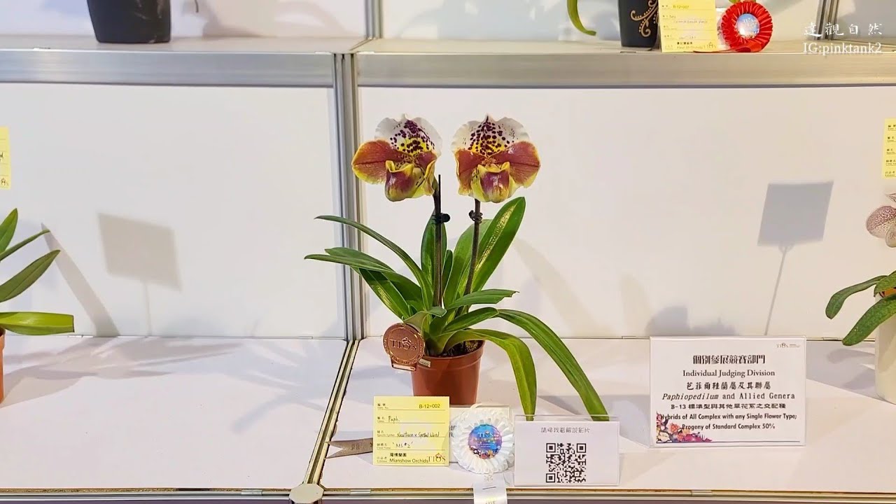 台灣國際蘭展2022(仙履蘭屬),Taiwan International Orchid Show 2022 (Orchidaceae Cypripedium)