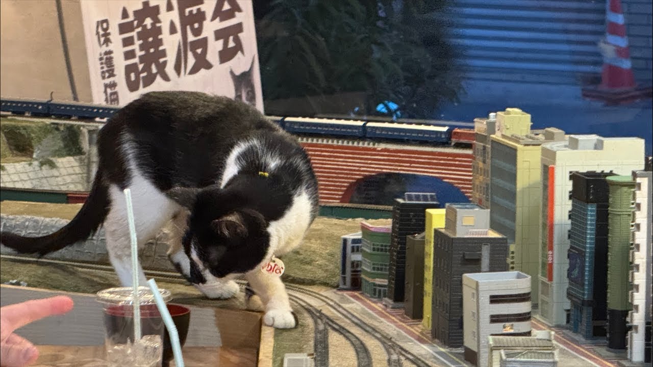Please support the cats with your Super Chats!
