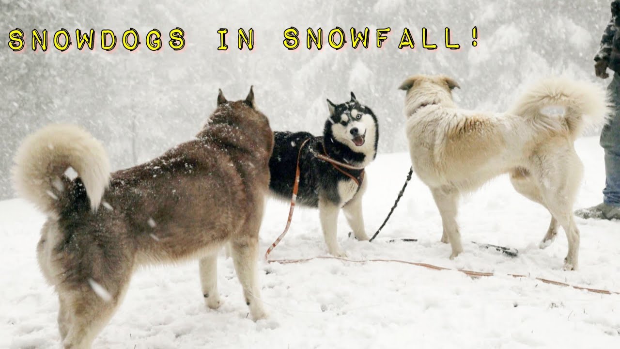 SNOWDOGS PLAYING IN Snow 🐶🐺❄️ | CRAZY SNOWFALL IN PITHORAGARH