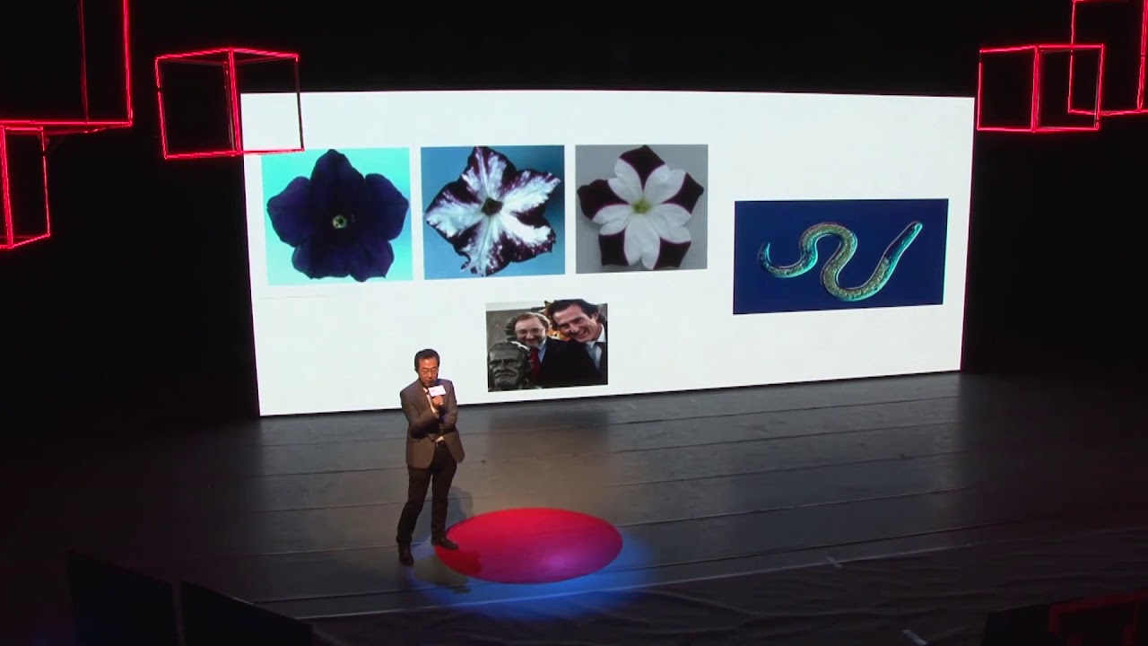What is RNA | Peizhuo Zhang | TEDxSuzhouWomen