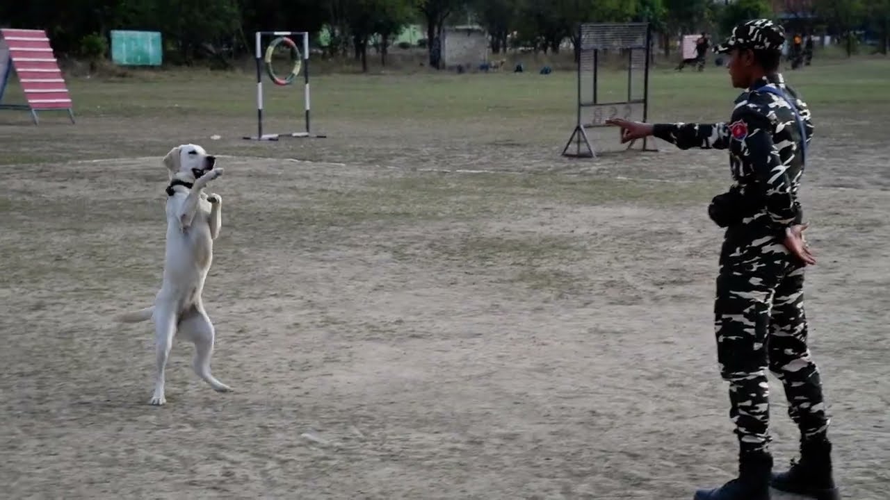 DO PAIRON PER CHALKAR AAYA DOG JUNO #army #dog #dogshorts #doglife #doglove #dogtraining #HANDLAR 