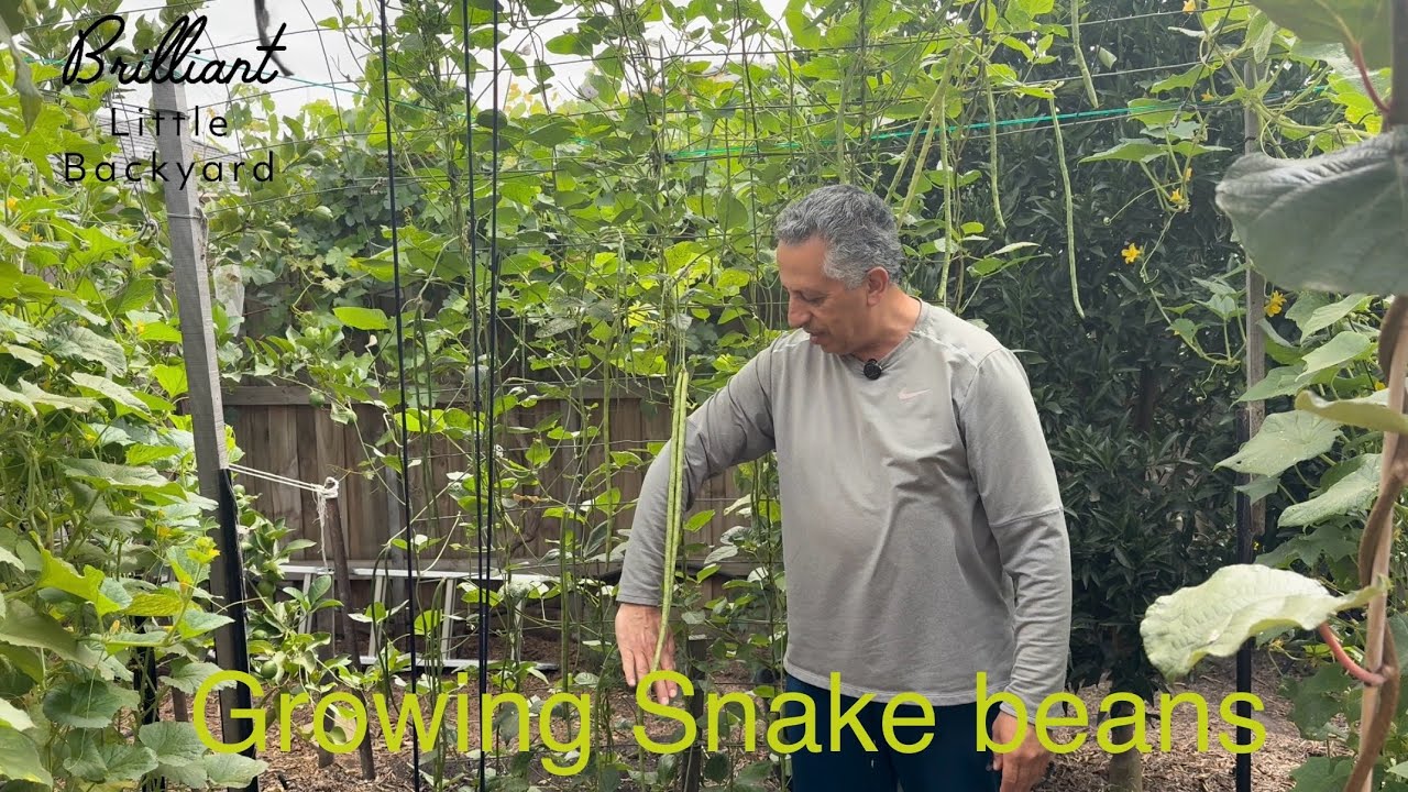 Growing Snake Beans for maximum production