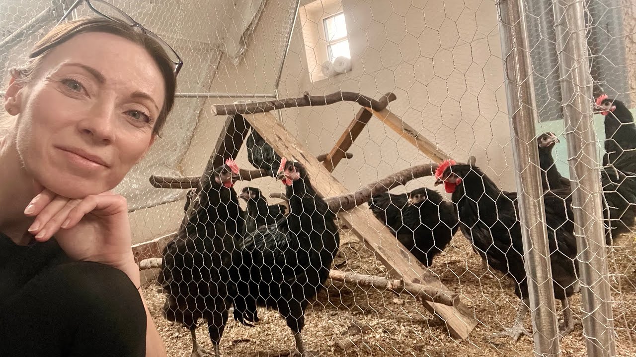Studnia głębinowa i remont poddasza. Kury AUSTRALORP, ostanie lęgi. Nie powtórzę tego więcej!
