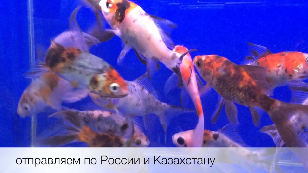 Шубункин ситцевый Carassius auratus Shubunkin Goldfish продажа оптом
