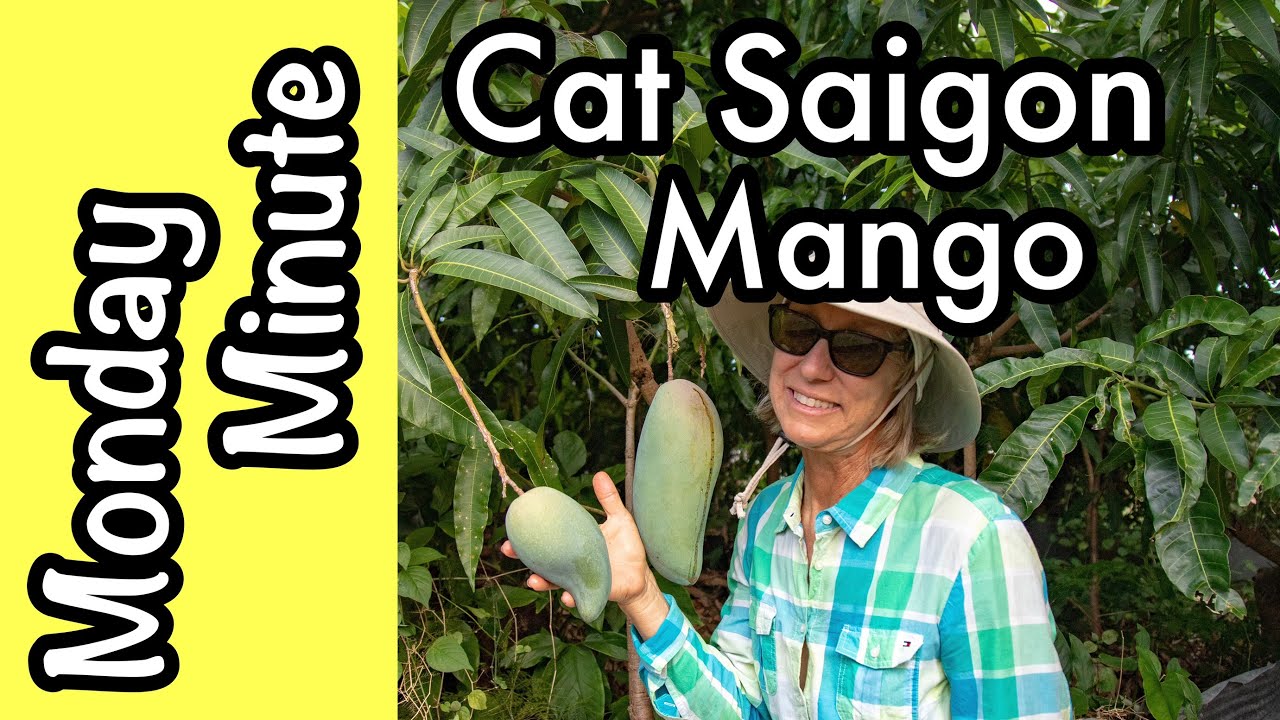 Monday Minute- 'Cat Saigon' Mango at Truly Tropical