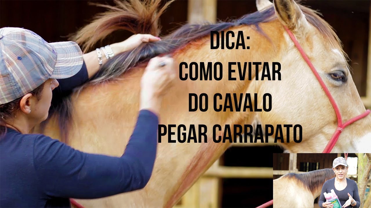 Saiba como Evitar que o seu cavalo pegue Carrapato