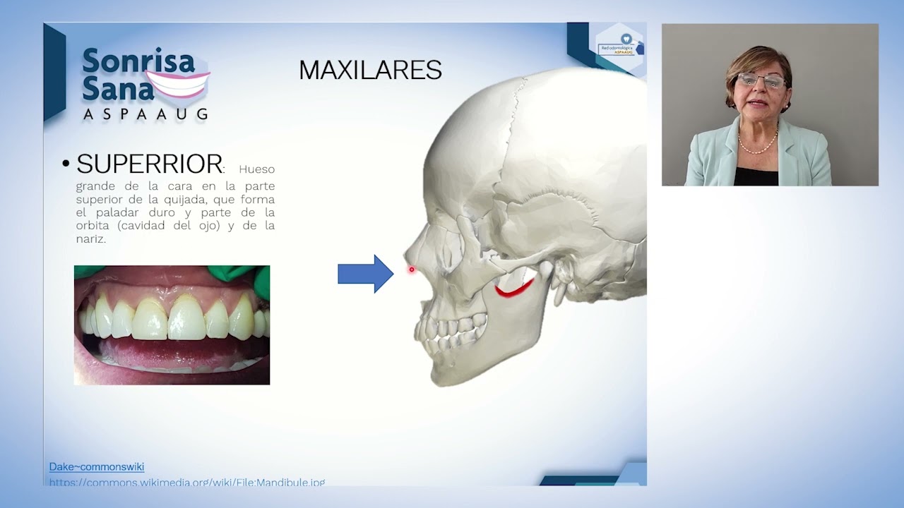 Sonrisa Sana ASPAAUG: Anatom&iacute;a de la boca
