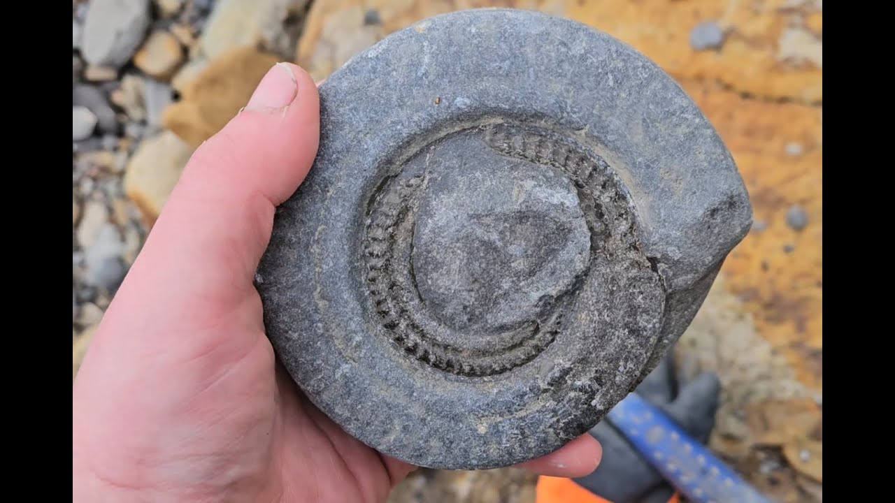 Good day fossil hunting in Whitby 22/01/26