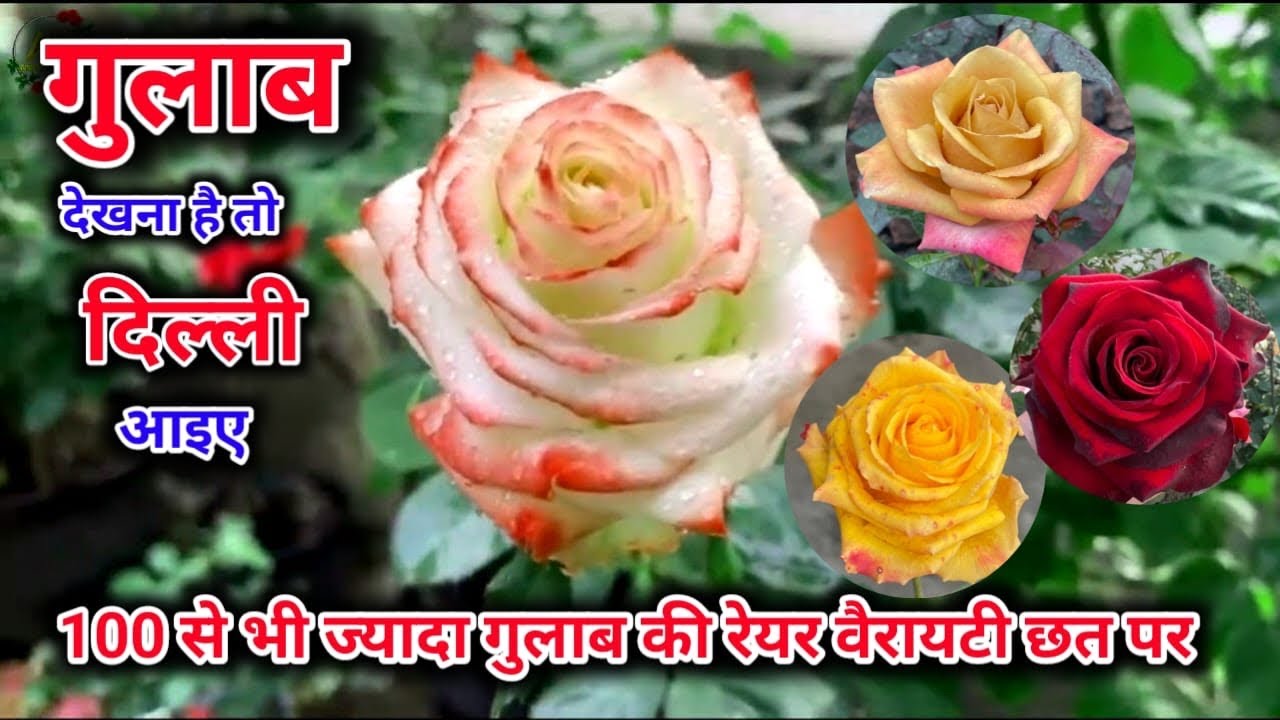 गुलाब देखना है तो दिल्ली आइये ,100  से भी ज़्यादा गुलाब की किस्में छत पर 