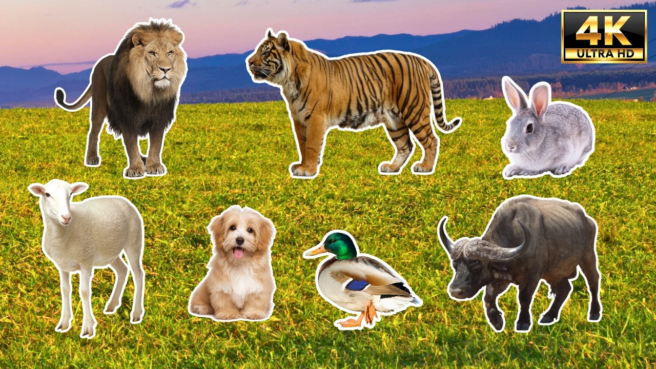 Peaceful Animal Sounds: Dog Lion Tiger Elephant Cow in 4K (No Voiceover)