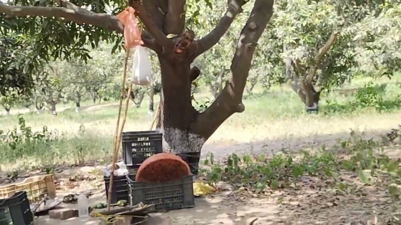 maksudpur gaon ka aam ka bagicha||maksudpur gadh ka bagicha