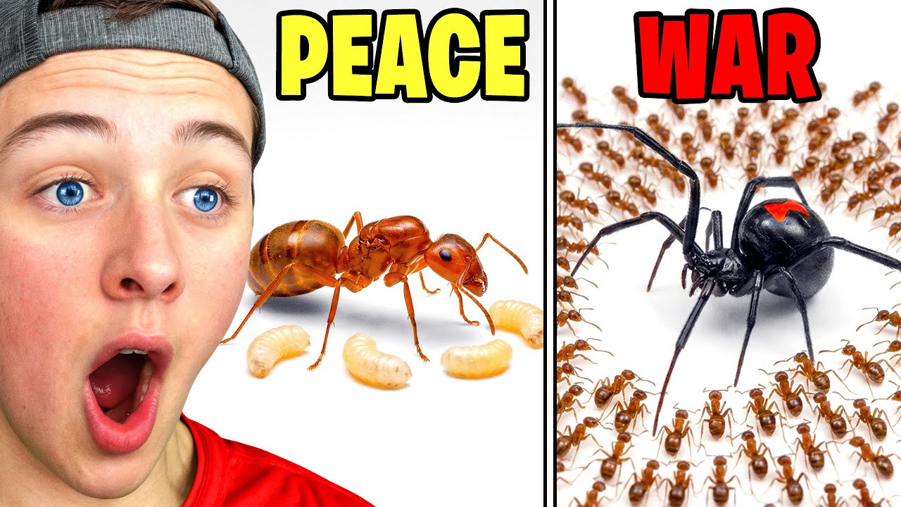 Reacting to the BEST Ant Videos on YouTube