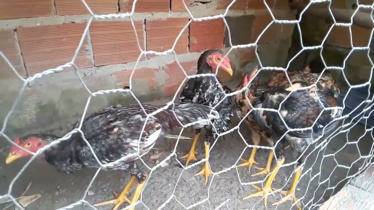 matriz mãe dos pintados uma galinha que transmite genética