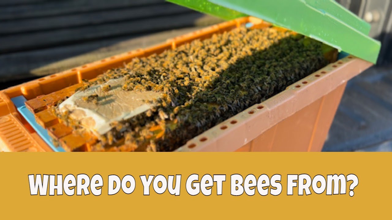 Как начать заниматься пчеловодством | Основы пчеловодства 🐝