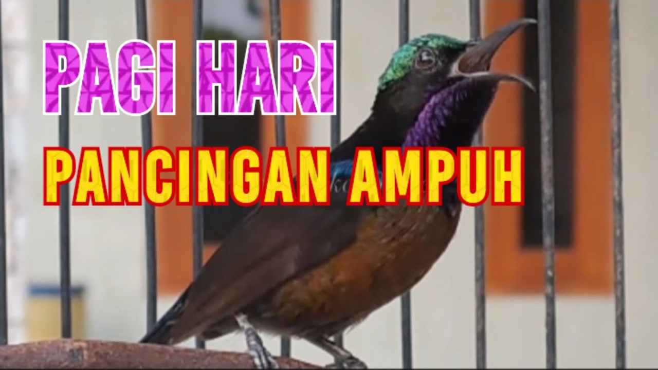 🔴 Solusi burung konin malas bunyi - Putar 3 menit kalo mau konin kalian ikut gacor‼️