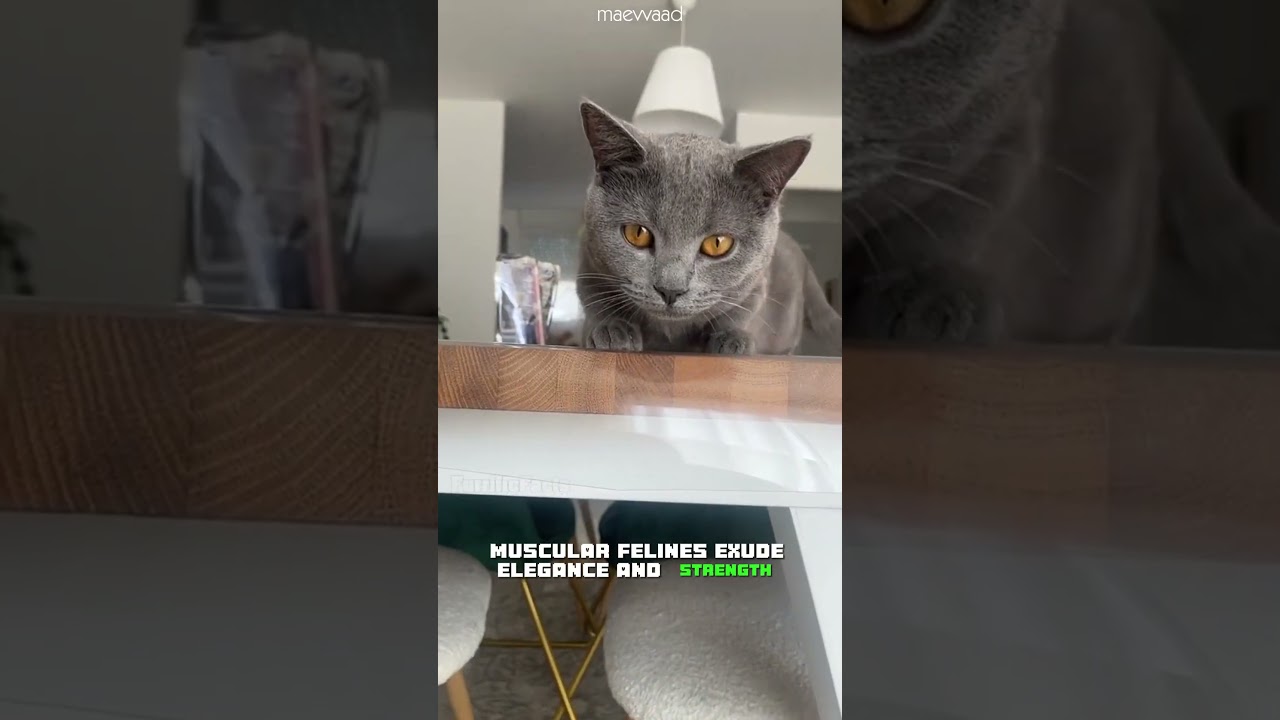 Chartreux 🐾The French Feline Charmer