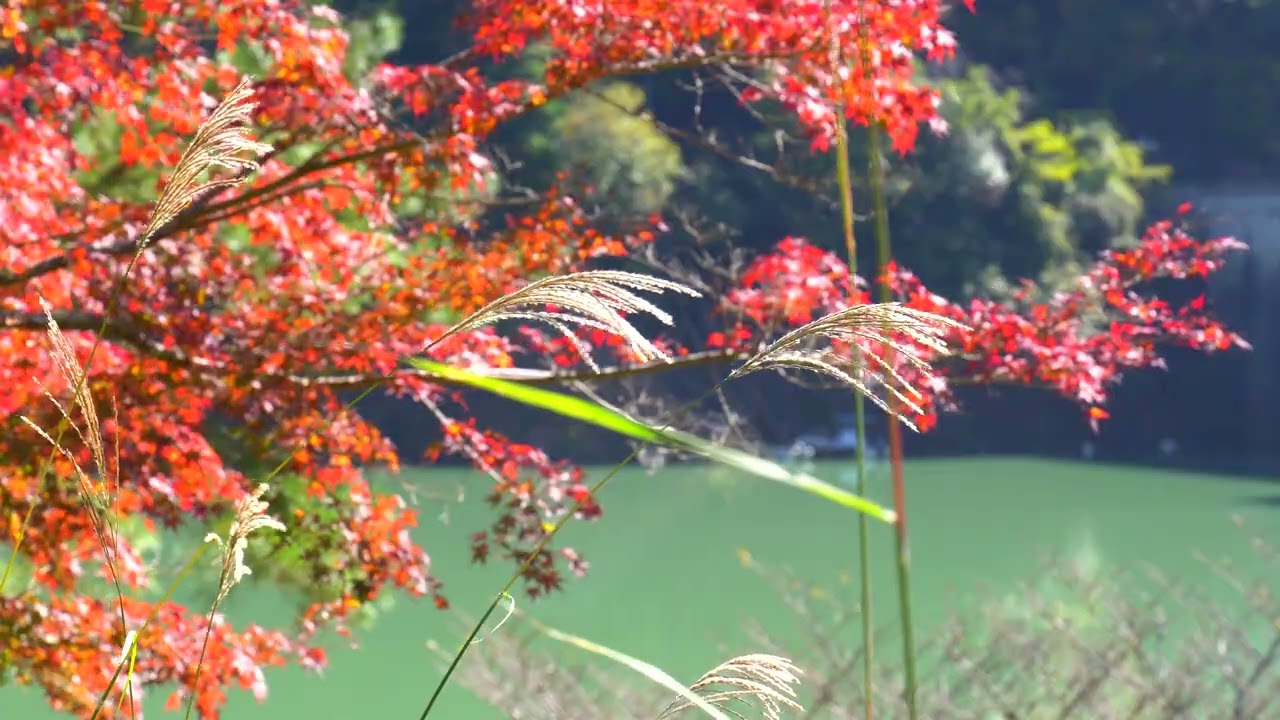 紅葉とススキ