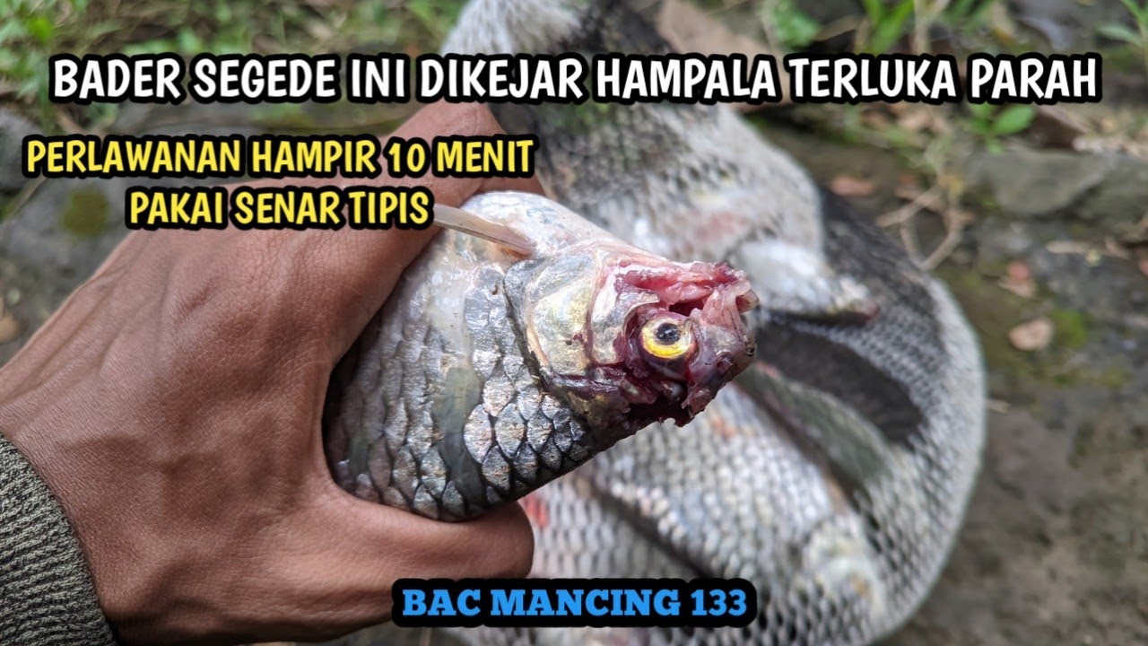 MANCING TAK KENAL MUSIM TAK PEDULI AIR KERUH