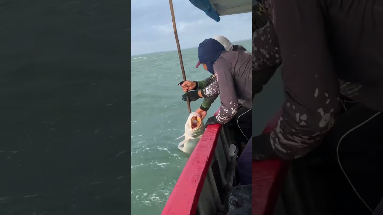 (EP do CANAL: 150) Veja o tamanho desse peixe!  #pescaemaltomar  #pescadaamarela #pescaartesanal