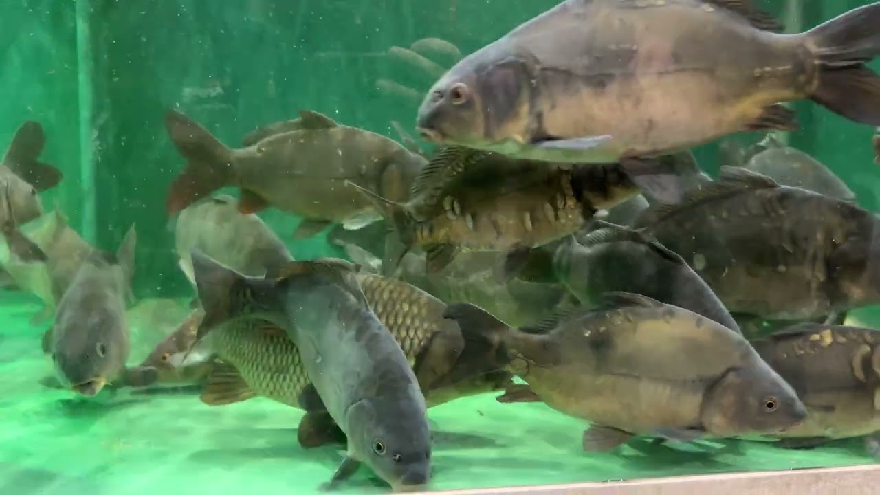 Прекрасные карпы на выставке Carp Den Bosh Show
