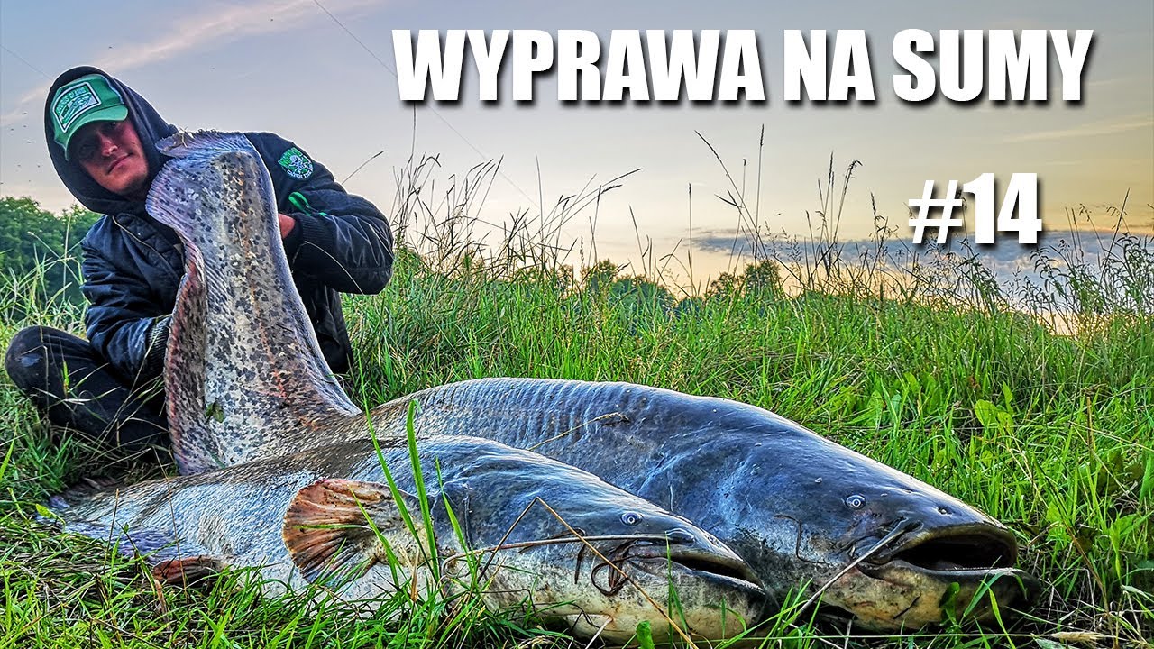 Vertical sumowy - czyli jak złowić suma na kwoka w małej rzece / WYPRAWA NA SUMY #14