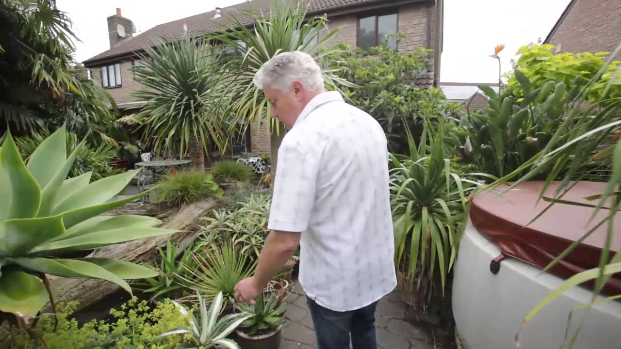 Back garden is turned into an exotic jungle