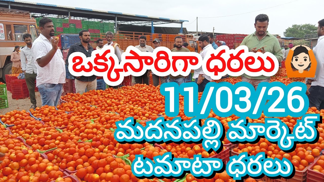 11/03/26 Madanapalle Tomato Market Price Today || Today Tomato Market Rate In Madanapalle #today 