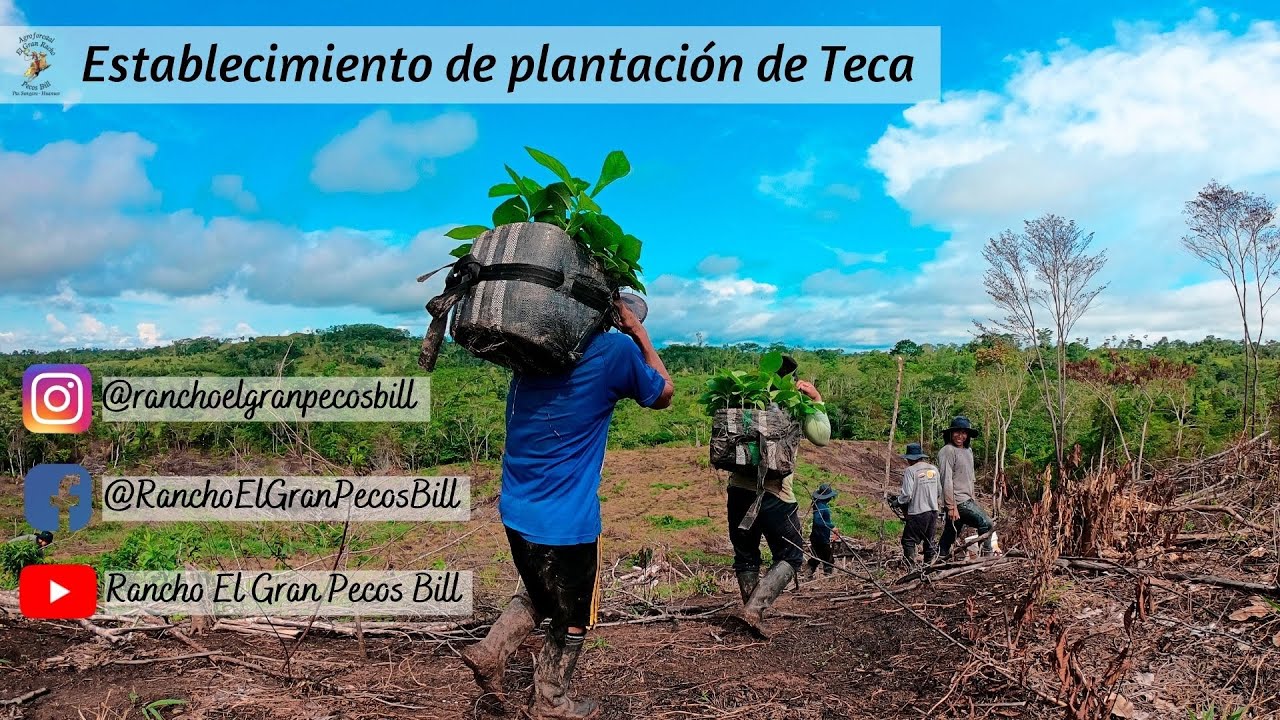 Establecimiento de plantación de Teca (Tectona grandis) | “Siembra” de Teca - Rancho Pecos Bill