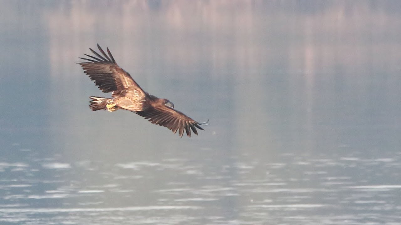 Fotograficzny poranek z Orłami w Dolinie Baryczy z Sigma C 150-600mm. #fotografia #birdwatching