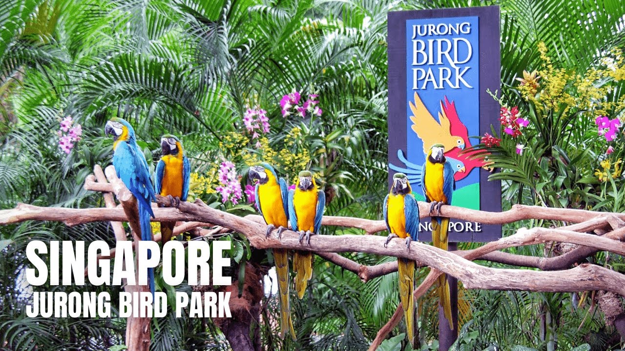 Jurong Bird Park: Last Walking Tour Before Closure (4K HDR)
