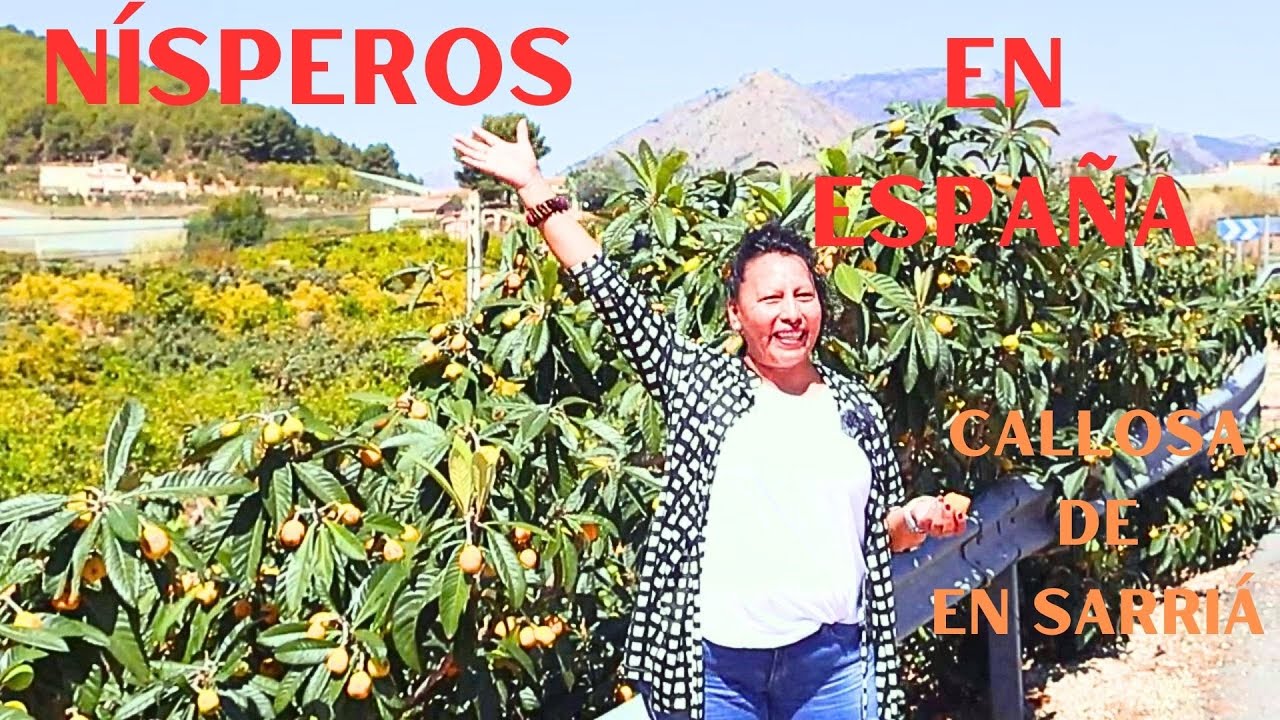 Nísperos de Callosa d´En Sarria España (un paraíso)