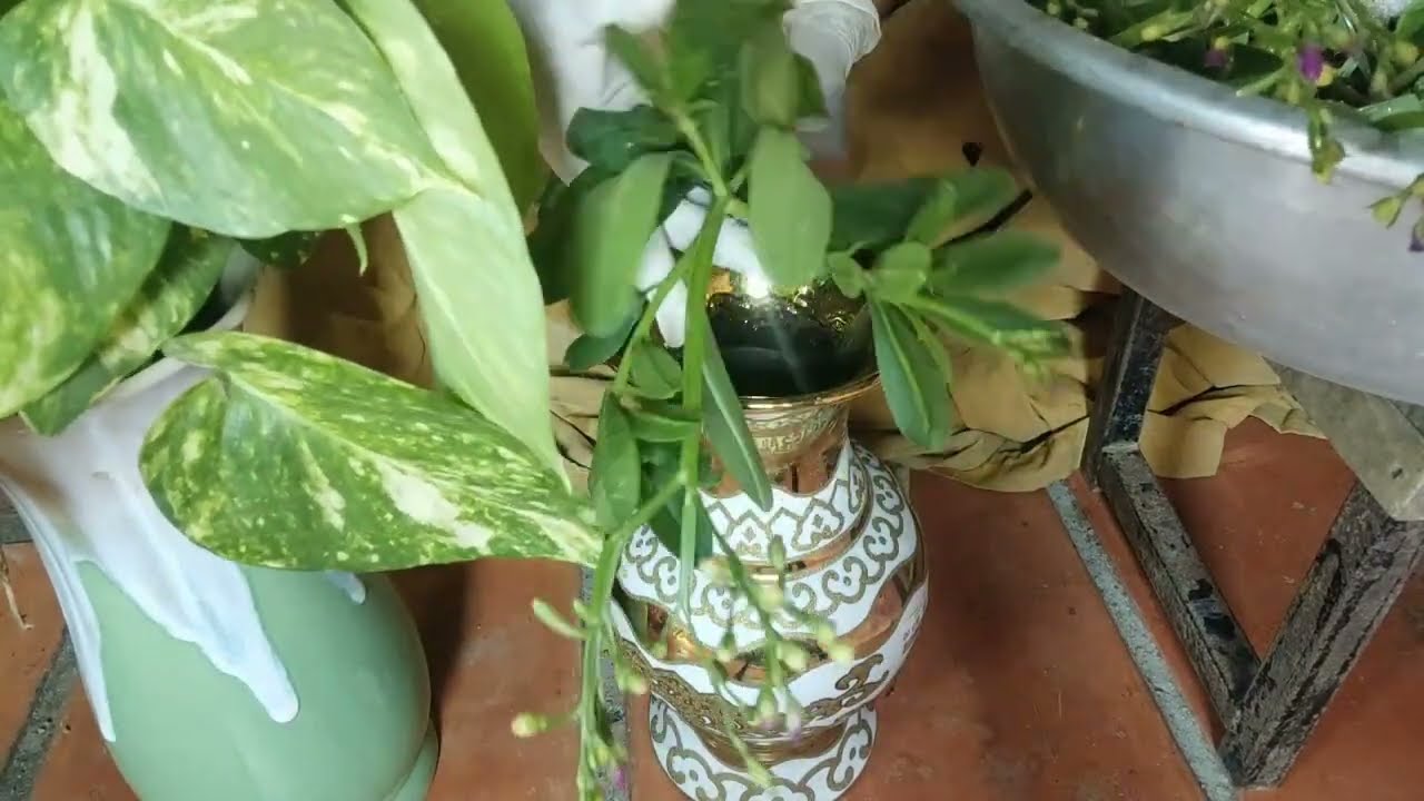 Memotong Sayuran Mengambil Melakukan Makanan