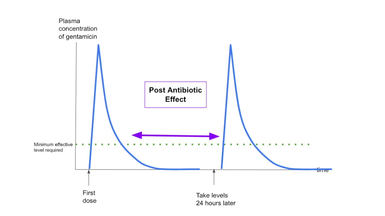 Why gentamicin levels are taken - pharmacokinetics, dosing, monitoring, creatinine clearance
