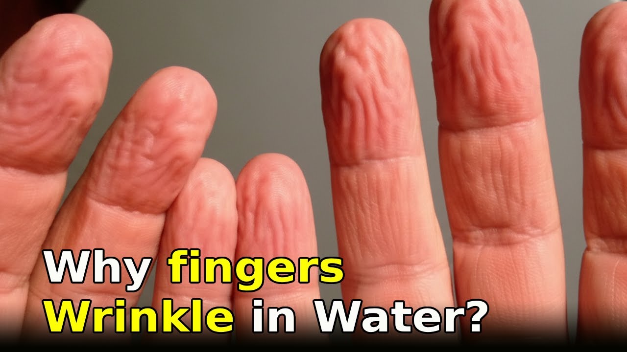 Why Do Fingers Wrinkle in Water And Why They’re Actually a Good Feature
