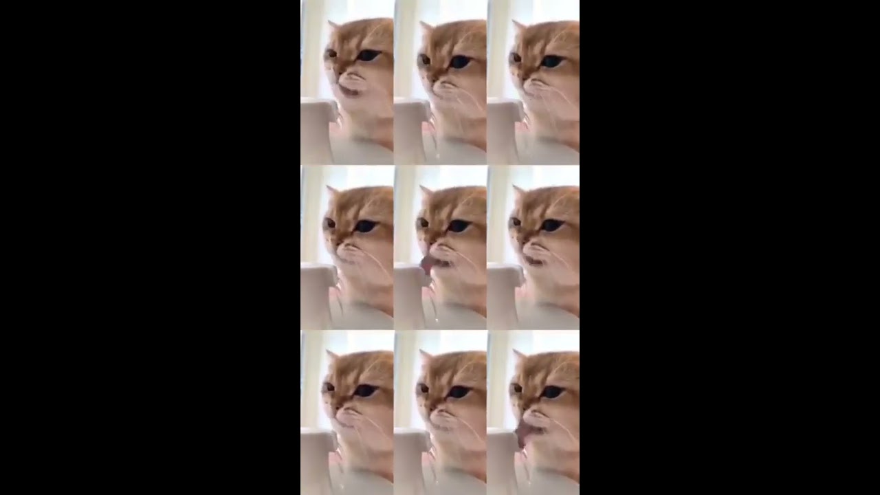 The Mr. Sandman Challenge By Cute Cat | Meowed | Maple Cat