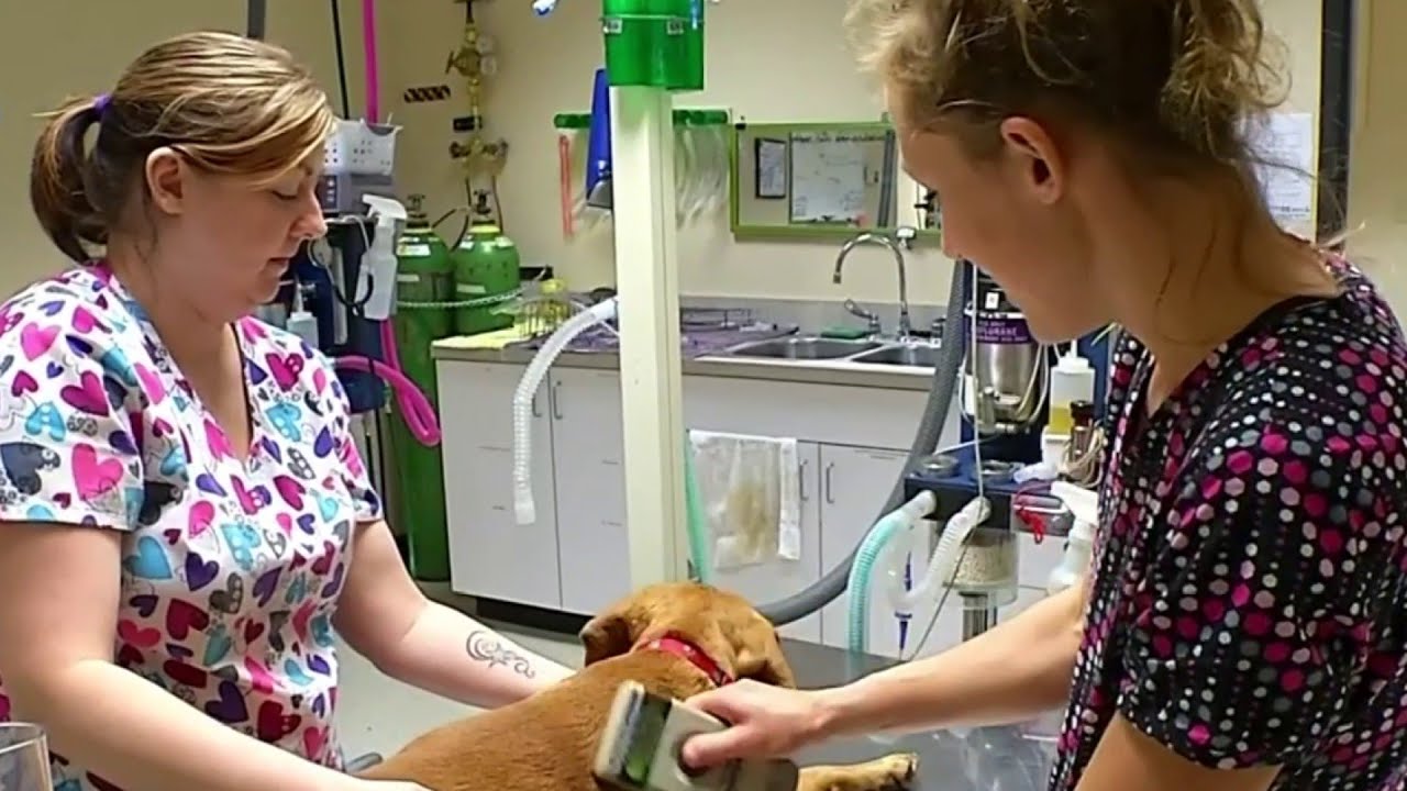 Angels of Assisi holding microchip clinic