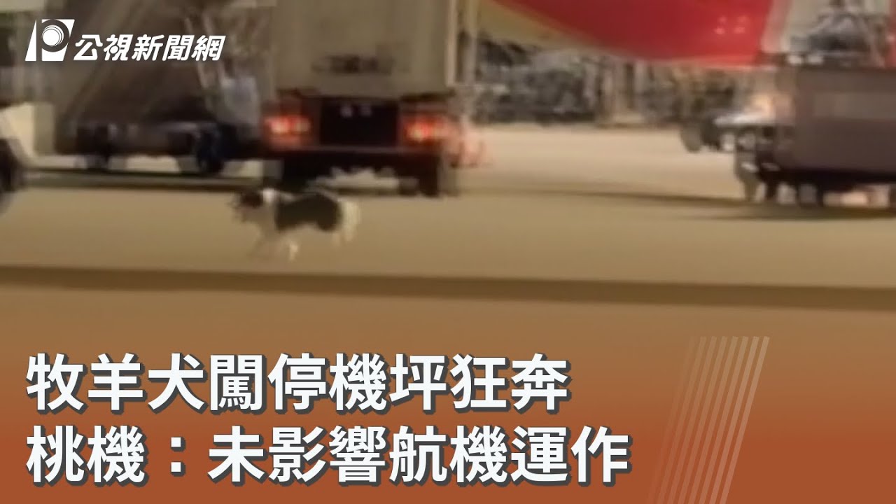 牧羊犬闖停機坪狂奔 桃機：未影響航機運作｜20251019 公視午間新聞