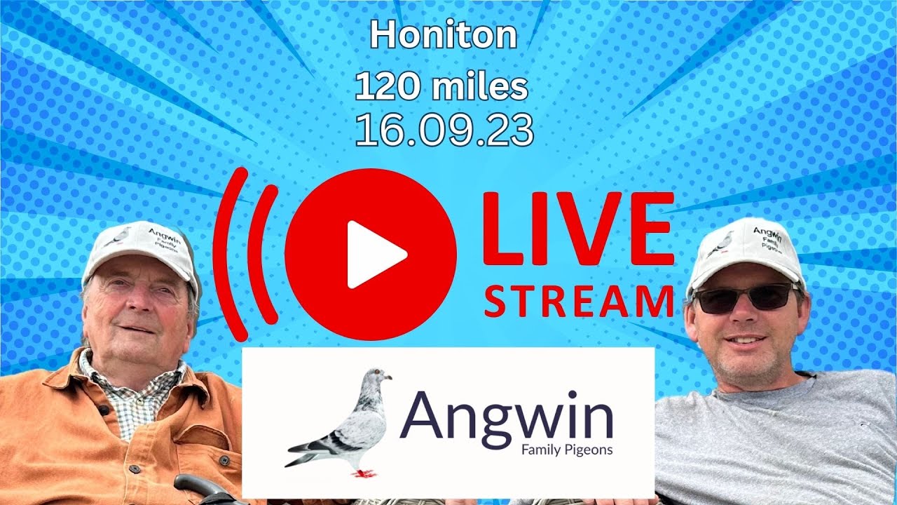 Angwin Family Pigeons is going live! Final young bird pigeon race of 2023! And It's a wet one!