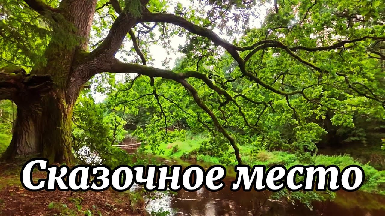 Как сделать лесную прогулку максимально полезной !