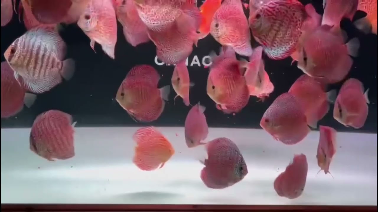 IP Discus na Ornaqua