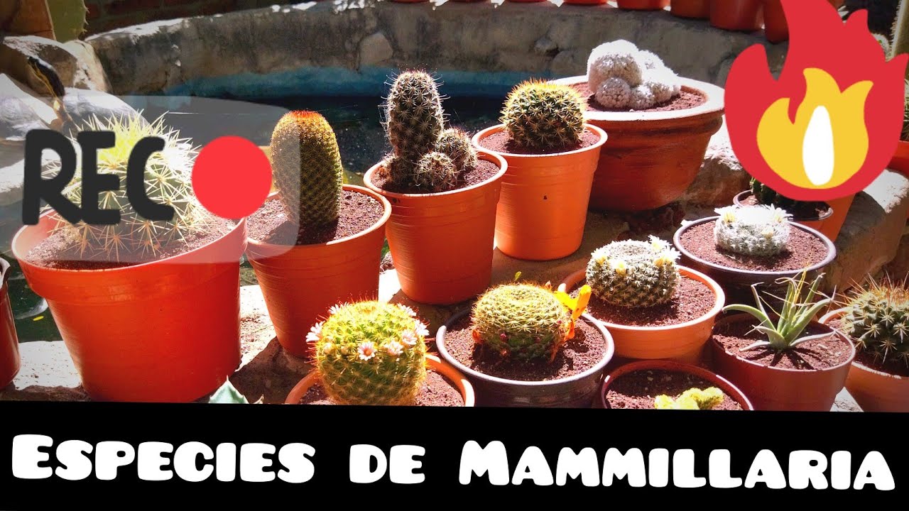 Especies de Mammillaria y sus nombres. 🌵🙂🐢