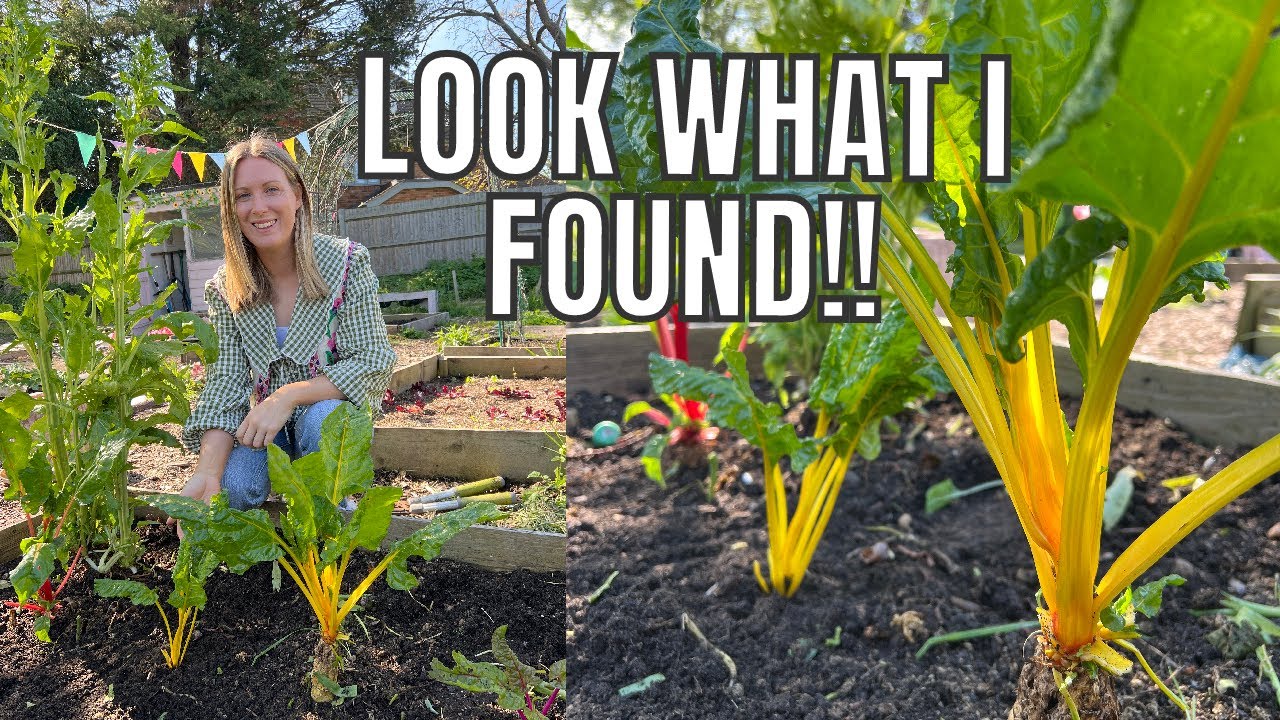 LOOK WHAT I FOUND IN THIS BED!! / ALLOTMENT GARDENING FOR BEGINNERS