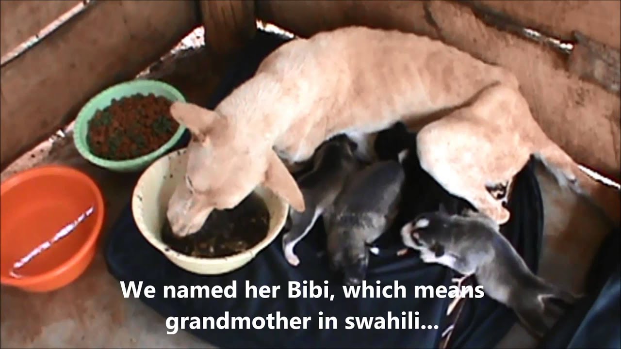 Rescuing a malnourished mother and her week old puppies.... Kilimanjaro Animal Rescue