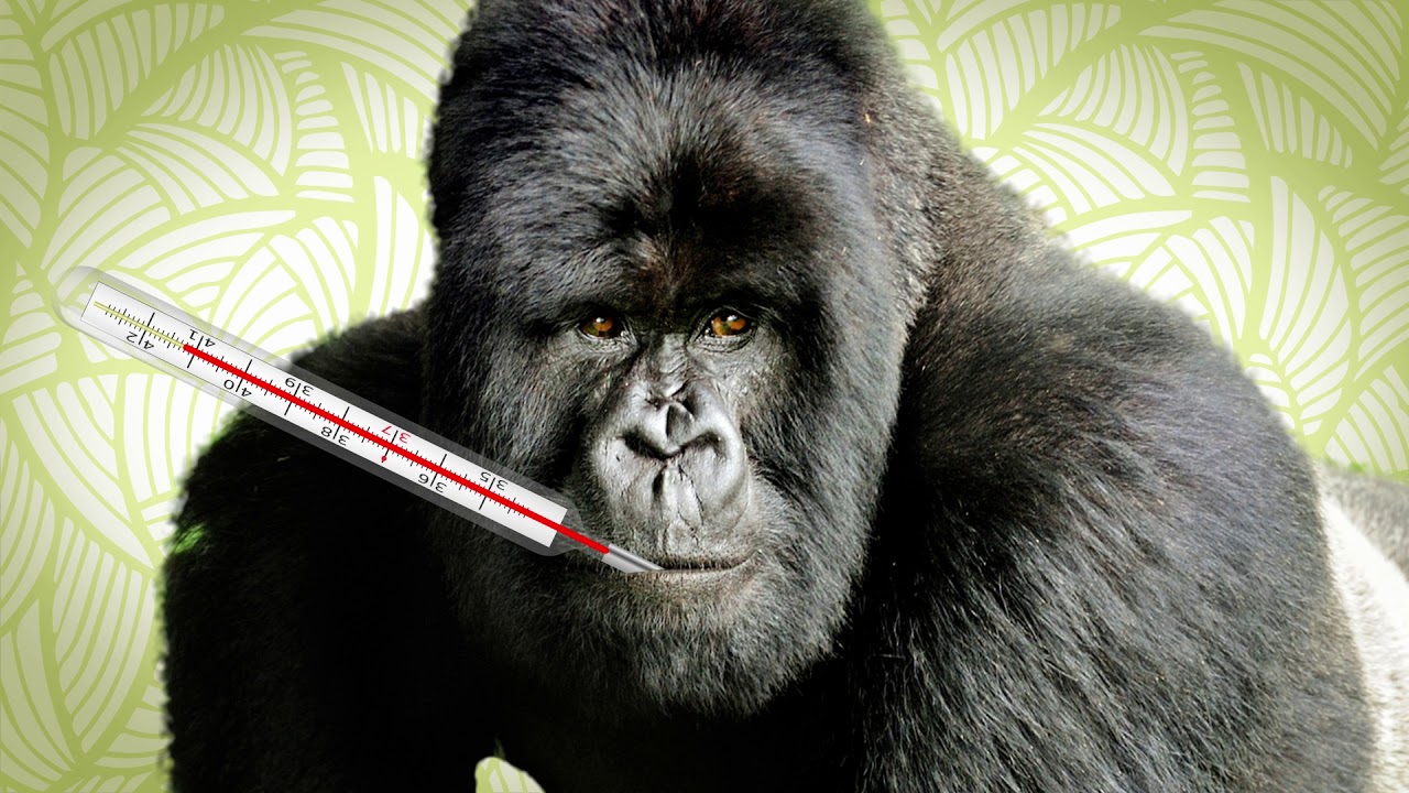 Alles over de gorilla - WWF-Rangers