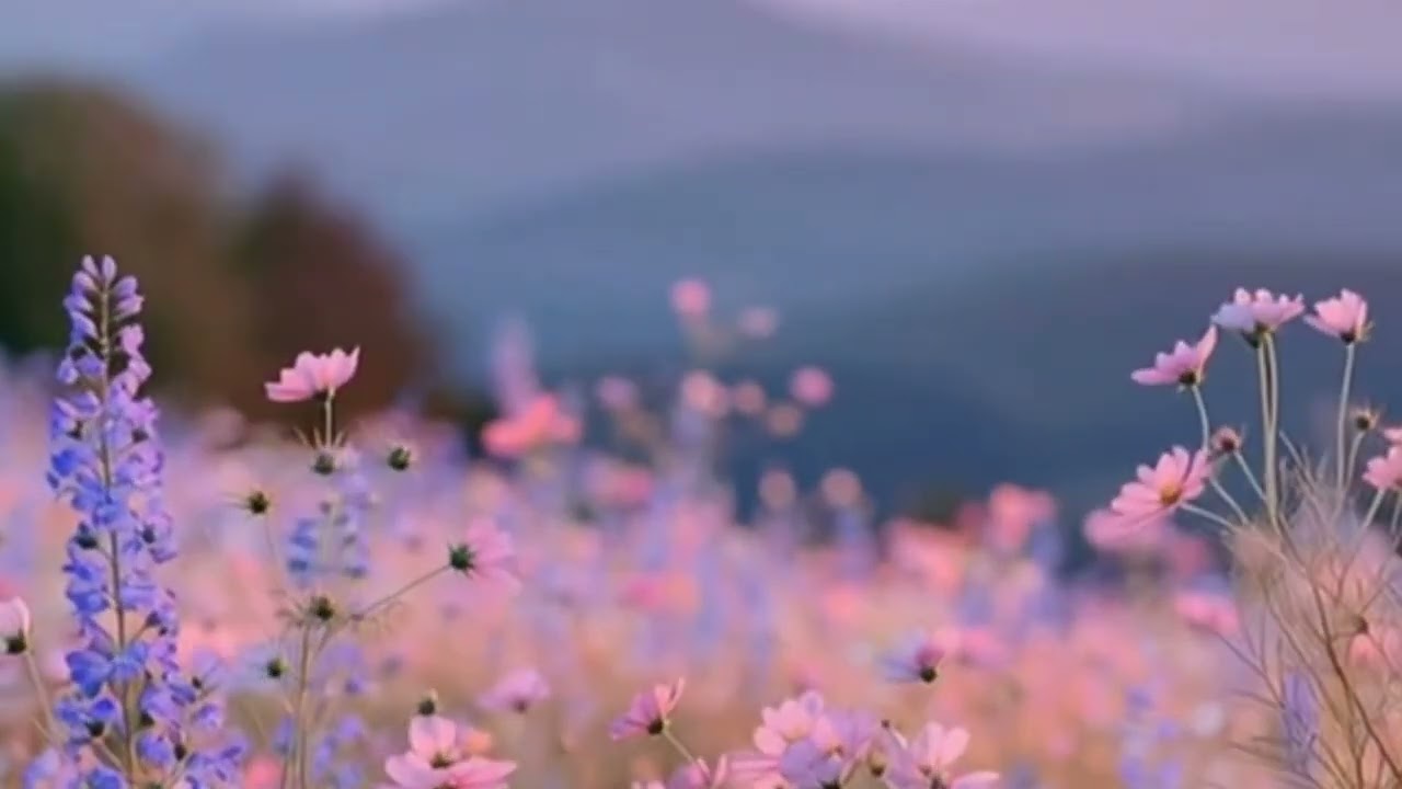 Minutos com a Natureza - Som de pássaros para relaxar  