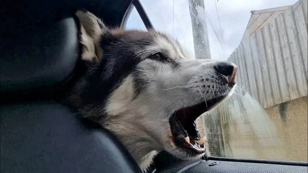 Husky Gets Excited When He Sees Where He Is!