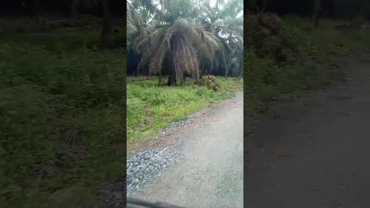 Kondisi jalan menuju perkebunan sawit PTP. Tanah laut#viral #fyp #jalan